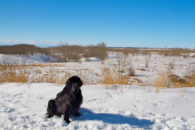 Moses at Nose Hill