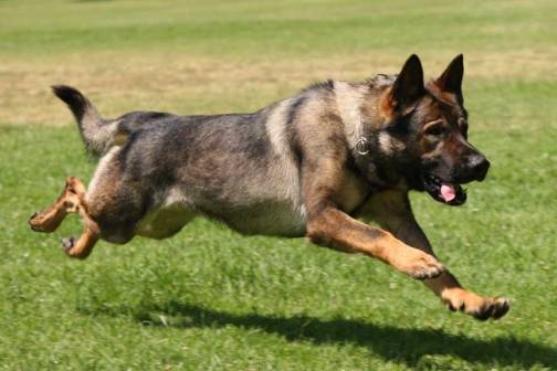 This handsome guy or gal is from the National Police Dog Foundation (http://www.nationalpolicedogfoundation.org/)