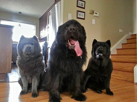 Alma with Homer and Kimbo.  Chows are another "bully" breed often unduly legislated against. 