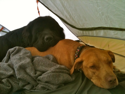 Moses relaxing with his pittie pal, Hooch on a camping trip. Not exactly a menacing pup. 