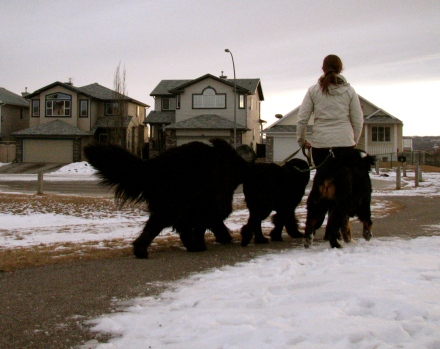 Me walking Moses, Alma, and pal Juniper. What's normal for me can be quite the sight for others.