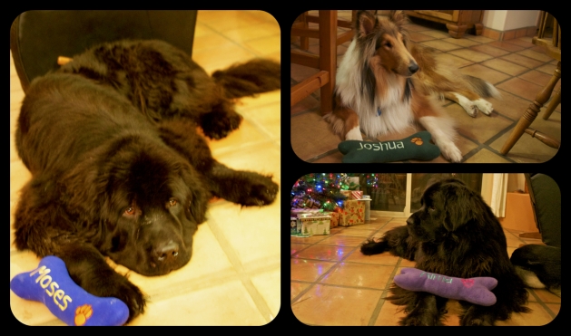 Dogs and their new toys. Moses really was happy - that's just his default face. Kind of like RBF, but for dogs.