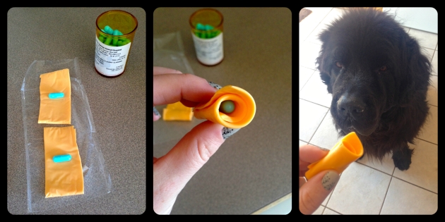 How to trick your dog into taking his antibiotics. Yes, those are Kraft cheese slices; works like a charm.