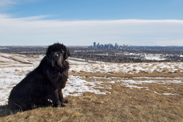 Moses at Nose Hill Park