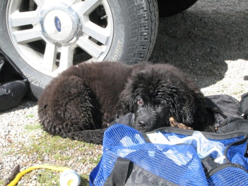 Bonus puppy Moses photo from the archives - same day as the above, curled up with our scuba gear