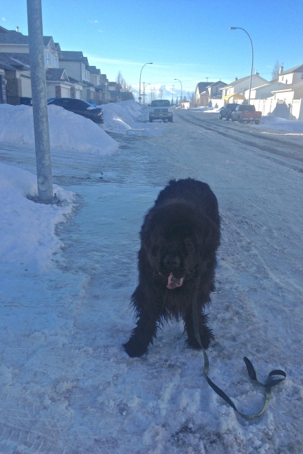 Moses dismayed at the state of neighbourhood sidewalks