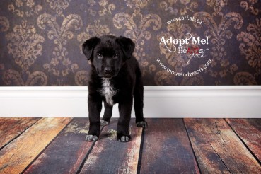 This adorable pup, Mara, is currently adoptable through ARF - Alberta Rescue Foundation