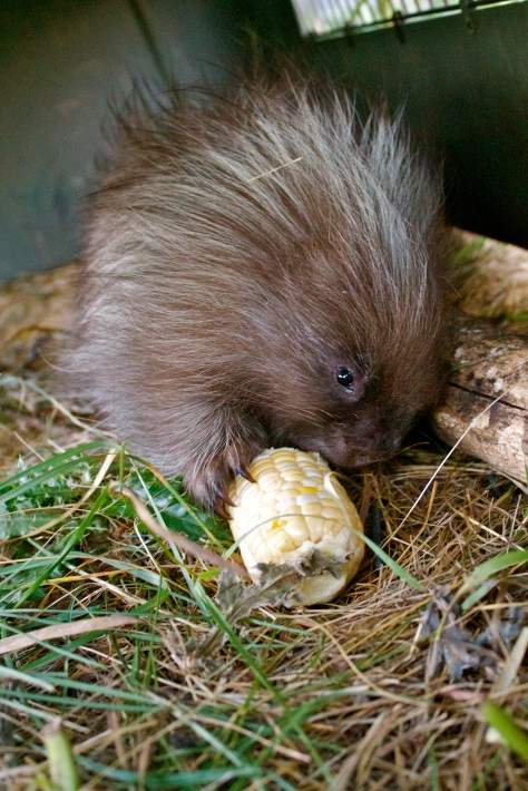 A dog-porcupine interaction is rarely fatal for dogs, but frequently results in harm to the porcupine. I'd hate for one of my dogs to be the cause of that. Look at this baby porcupine - look how adorable! 