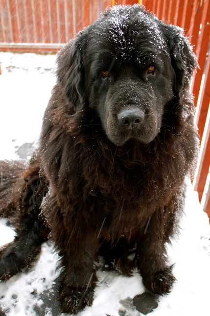 Alma enjoying the snow