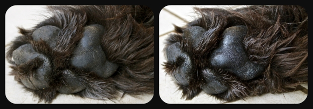 Moses' paw before and after paw butter application