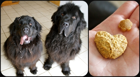 Alma and Moses - very willing product testing participants. The big treat is the , and the smaller one is the 