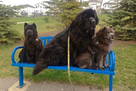 Homer, Moses, and Kimbo... I think I need to find a bigger bench
